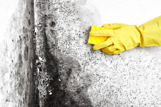 Best Affordable Mold Removal  in Bayboro, NC