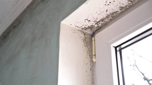 Bayboro, NC Mold Removal Company