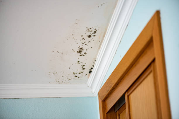 Best Attic Mold Removal  in Bayboro, NC
