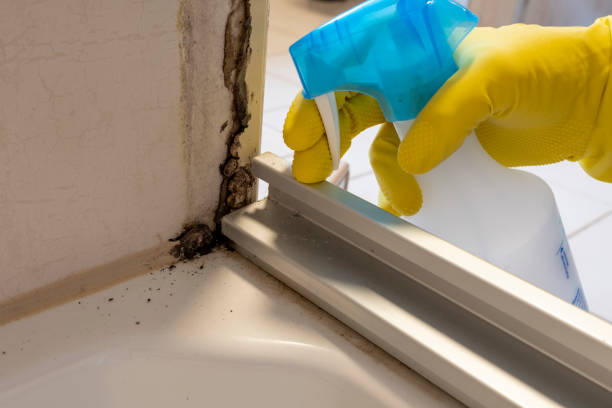 Best Black Mold Removal  in Bayboro, NC