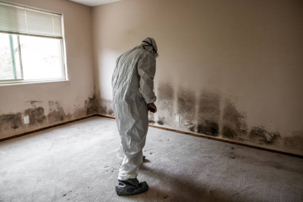 Best Residential Mold Removal  in Bayboro, NC