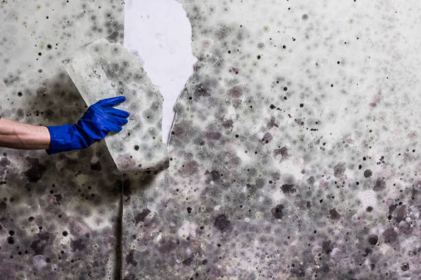 Best Mold Testing  in Bayboro, NC