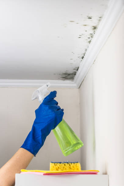 Best Mold Remediation  in Bayboro, NC