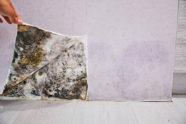 Best Certified Mold Removal  in Bayboro, NC